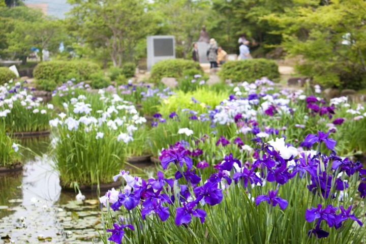 東行庵の菖蒲